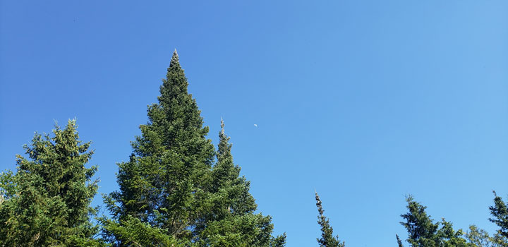 Evergreens and the moon