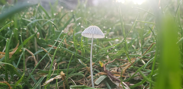 small mushroom fungi
