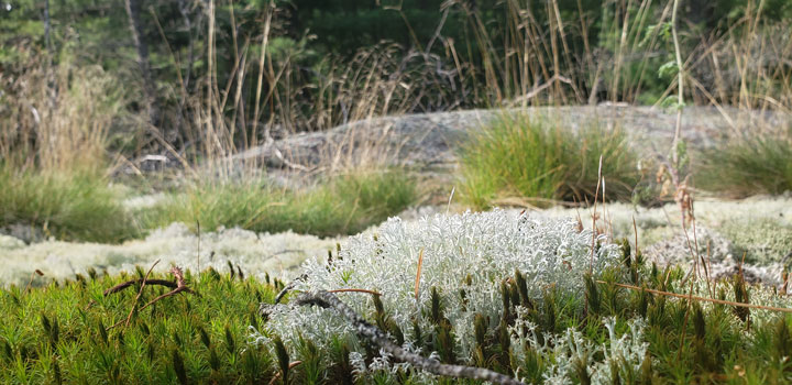 Lichen found in nature in the natural world