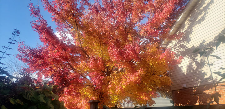 maple tree in the fall 