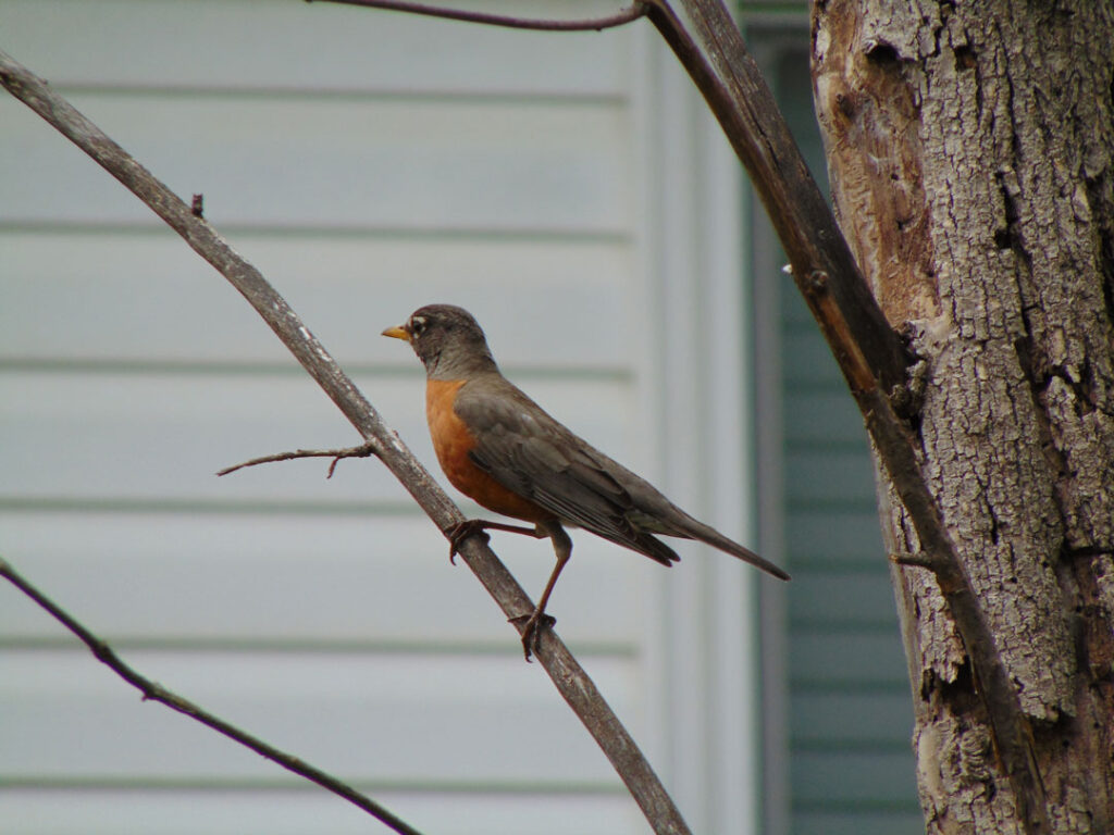 robin on a tree branch
