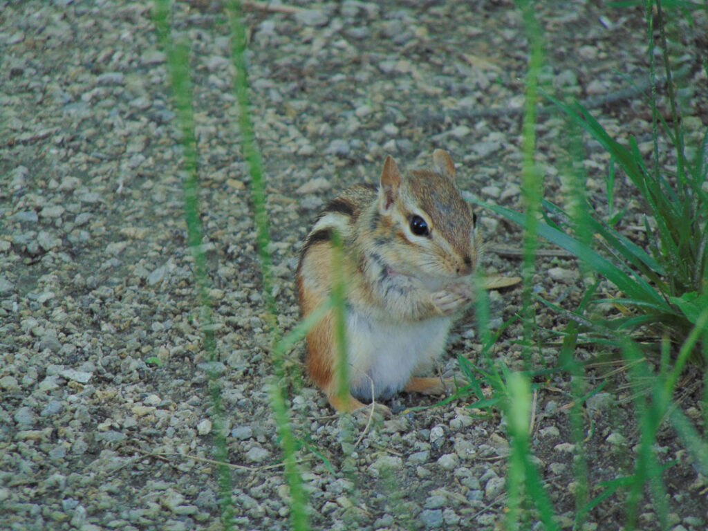 chipmunk eating rodent