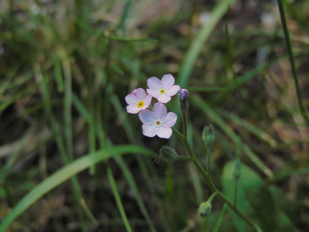 pink forget me nots