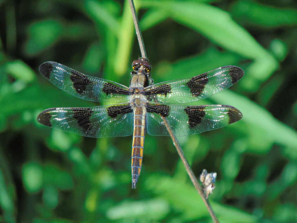 dragonfly out in nature