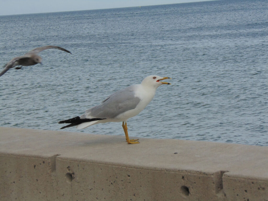 seagull by the lake shore