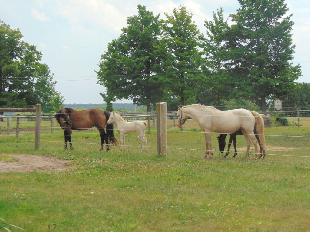 Two mares and their two babies