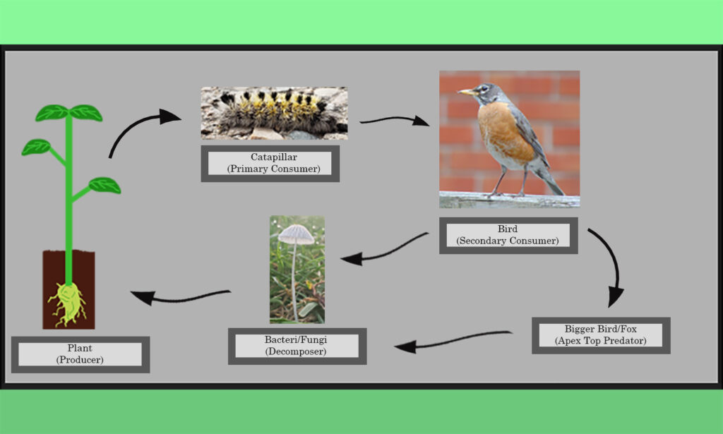 nature food chain circle of life diagram