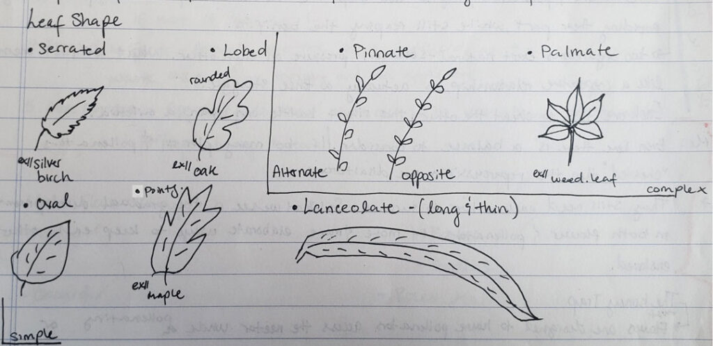 diagrams of nature, leaves 