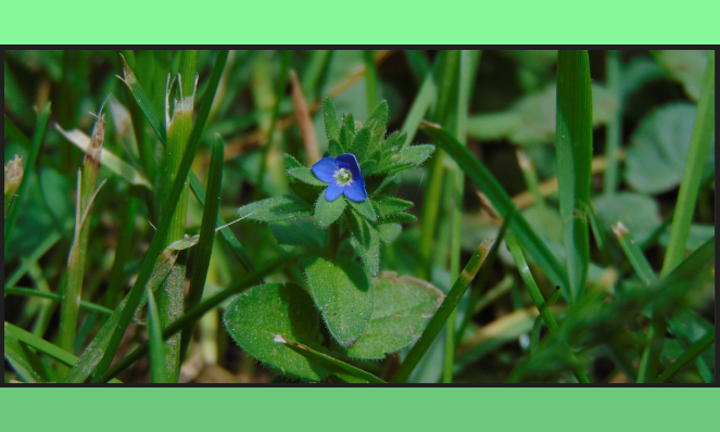 small blue lawn flower