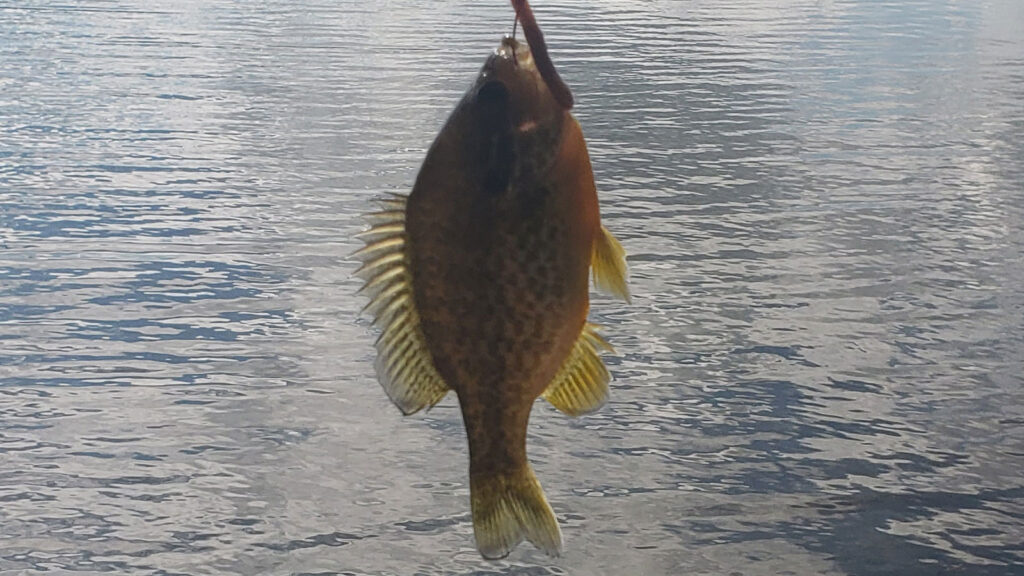 sunfish on a hook in front of a lake