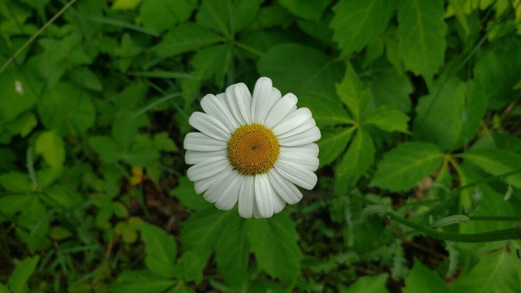 White daisy with a yellow core on top of a green leafy background, main blog image for wellroundedtnk.ca