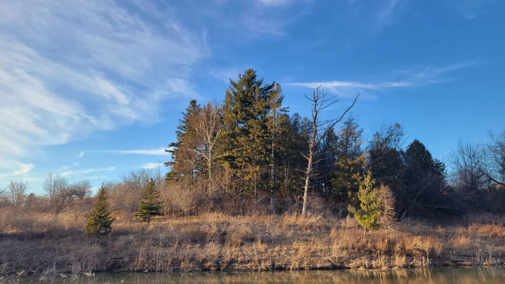 Trees together in a patch 