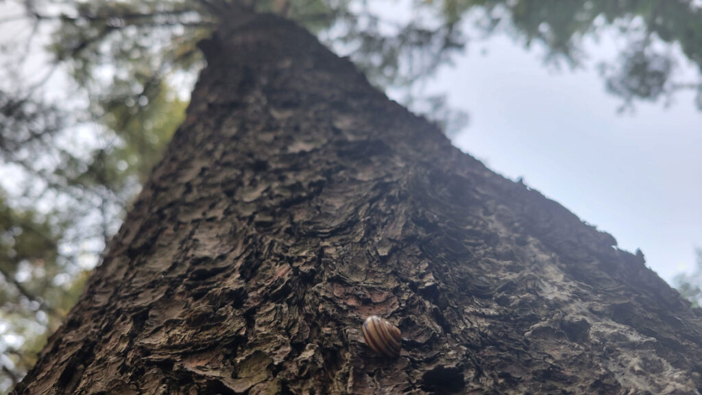 small snail on a tree introspection 